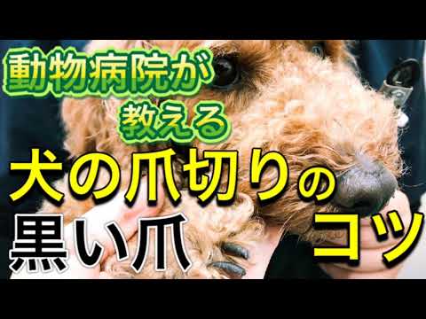 自宅で犬の爪を切るときのヒント