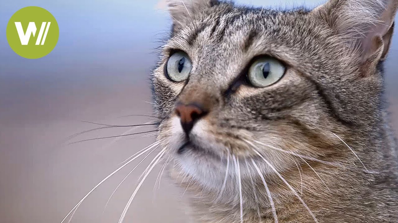 The Best Documentaries About Cats