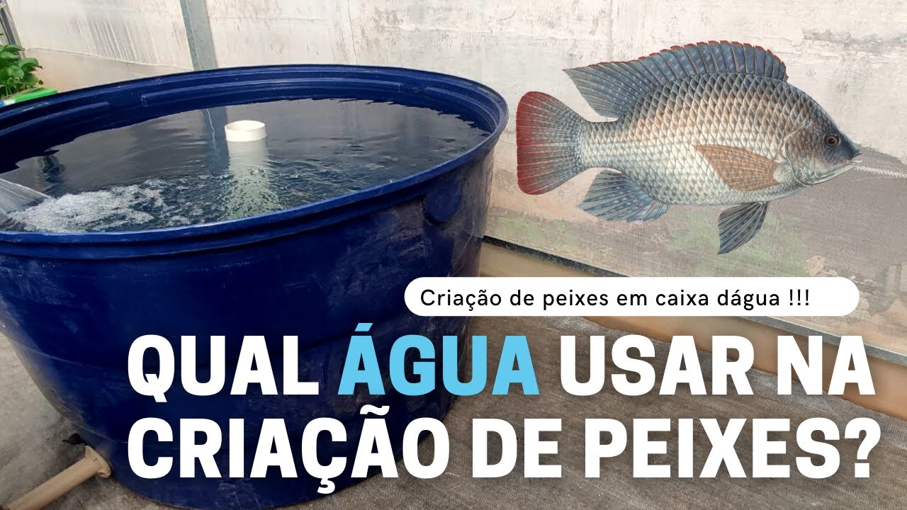 Que tipo de água utilizar na criação de peixes? Criação de peixes em caixa d'água (Aula 2).