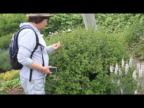 中国のライラック 植物