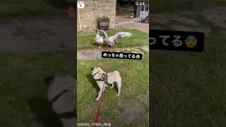 【悲劇】パグが巨大な水鳥に追いかけられる