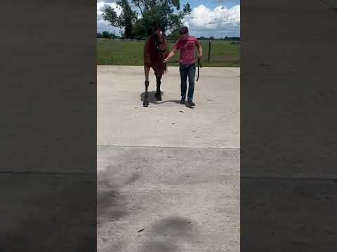 Video 4