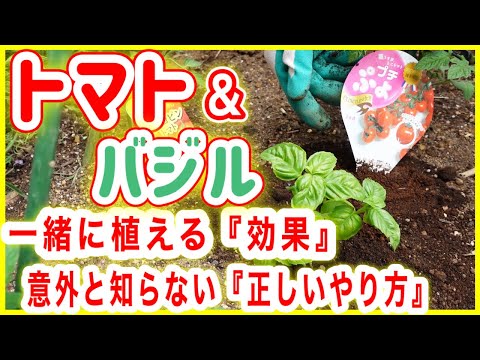 トマトの隣に植えてはいけない野菜は何ですか?これらは、絶対に避けるべき最悪の関連付け 6 つです。  庭園