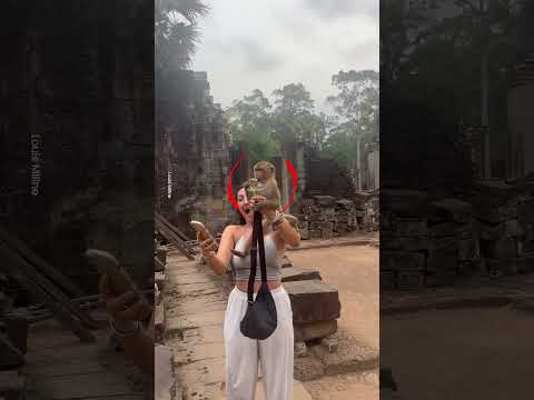 Cheeky Monkey Steals Woman's Drink 🐒😂