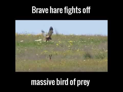 Zając broni się przed drapieznikiem, techniką kungfu 