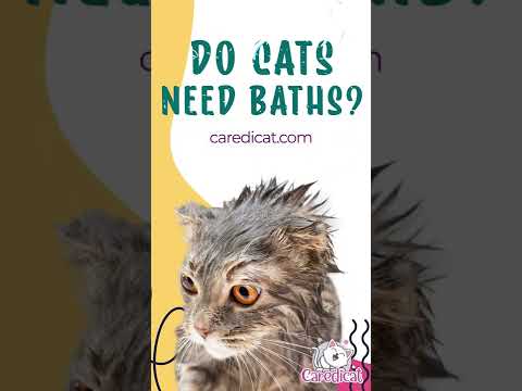 Do Cats Need Baths? 🐈 Should You Bath A Cat? 🐱⚠️