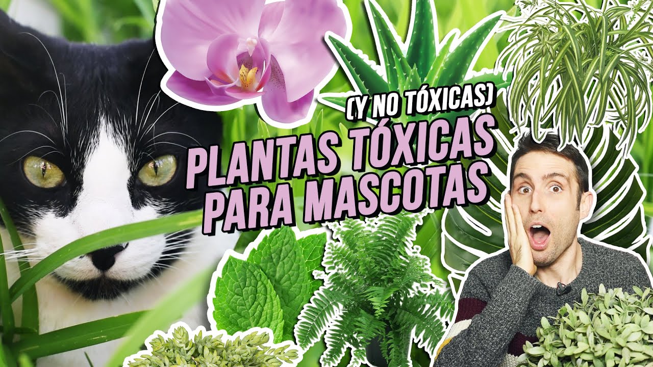 PLANTAS TÓXICAS (y no tóxicas) para GATOS Y PERROS | ??Aloe vera, helecho, costilla de Adán, menta...