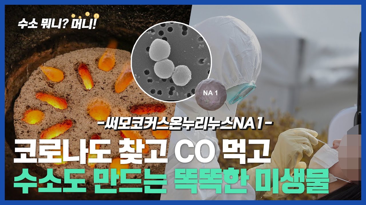 [수소뭐니?머니!]코로나 꼼짝마! 일산화탄소도 먹고, 코로나도 잡아내는 미생물이 있다?