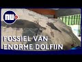 Fossiel gevonden van enorme dolfijn met meterslang reptiel in maag | NU.nl