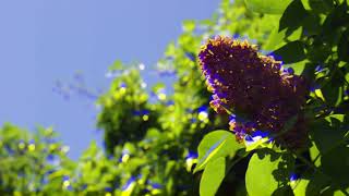 In the Early Bloom...