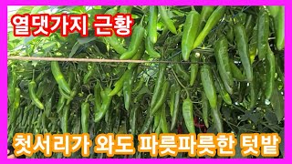 첫 서리가 와도 파릇파릇한 솔림농원 텃밭 비닐하우스 텃밭 열댓가지 근황~ 전원일기,인간극장,사노라면,귀농귀촌…
