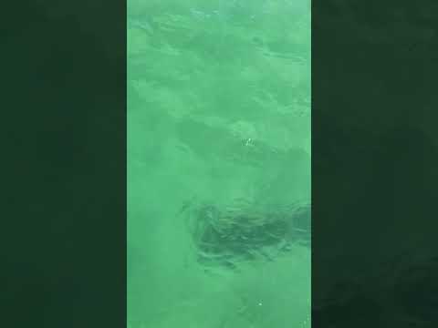 Caminho dos Pescadores 230603  parte 10 cardume