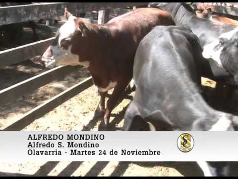 24-11-15 Nota Alfredo Mondino - Alfredo S. Mondino - Olavarria.