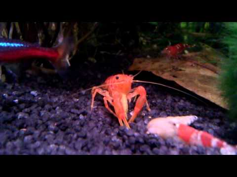 CPO Mandarin Zwergkrebs / Dwarf Crayfish Fütterung Nahaufnahme
