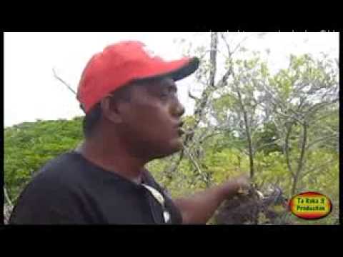 Banemai ao Noria   Kirata Butiaua Nonose Production