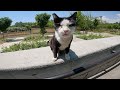 Adorable Paws The One Eyed Tuxedo Cat Looks Very Angry And Hungry