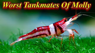 Worst Tankmates Or Fishes Do Not Add With Molly Fish 5 Worst Fishes!... / Fish Aquarium Tamil