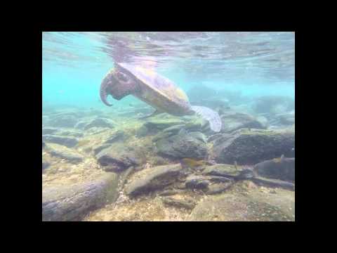 Big Turtle @ Kapalua Maui 7/2014