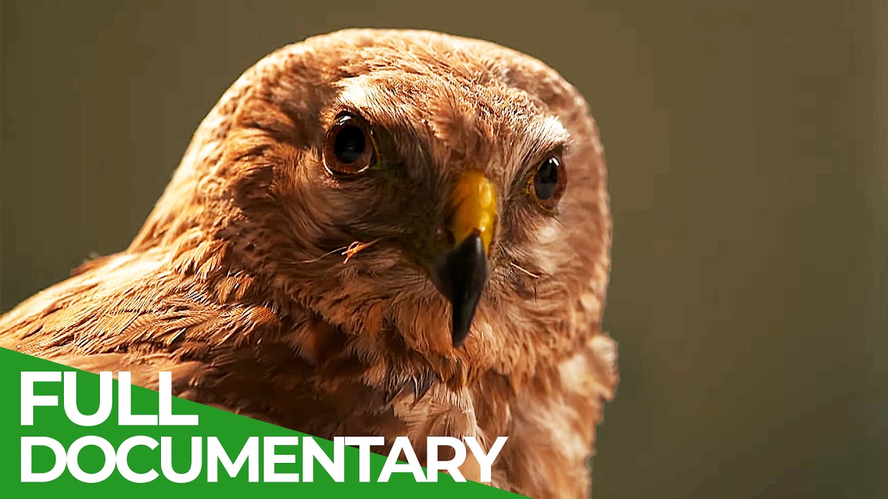 Wild France - A Spectacular Journey | Part 1 | Free Documentary Nature