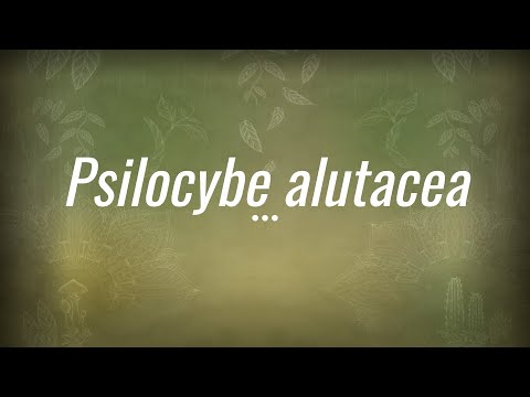 Caine Barlow - An introduction to Psilocybe Alutacea