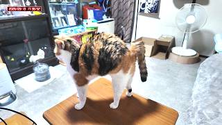三毛猫フミちゃん  LIVE配信 #2  2026年9月13日　calico cat　(LIVE stream)