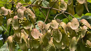 2025 8 13 梧桐 國立台灣大學