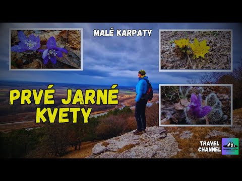 🇸🇰 JARNÉ KVETY 🌼pod Devínskou Kobylou, Február 2023 (Malé Karpaty)