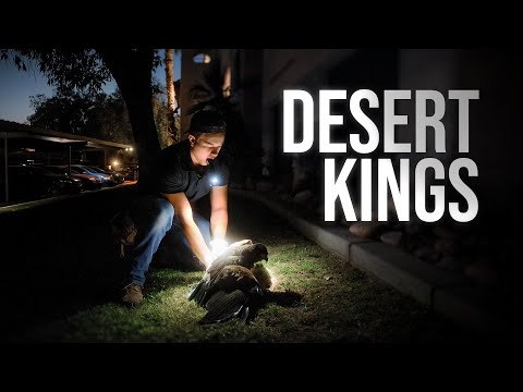 The Most Effective Method for Pigeon Removal | PARAGRAPHIC