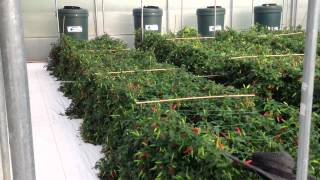 preview picture of video 'AutoPot Watering Systems - How to grow Chillies - 27th September 2012'