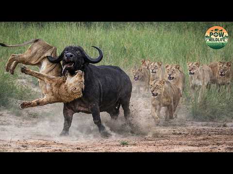 Savage Africa – Lions vs Buffalo: A Battle Without End | Wildlife Documentary