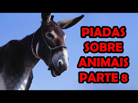 PIADAS SOBRE ANIMAIS PARTE 8 - HUMORISTA THIAGO DIAS