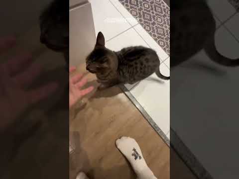 Veigh e Giovanna Dib cozinhando juntos 😍 (Namorados)