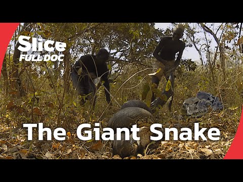 Cameroon’s Python Hunt: A Father's Risk for His Son’s Future | FULL DOCUMENTARY