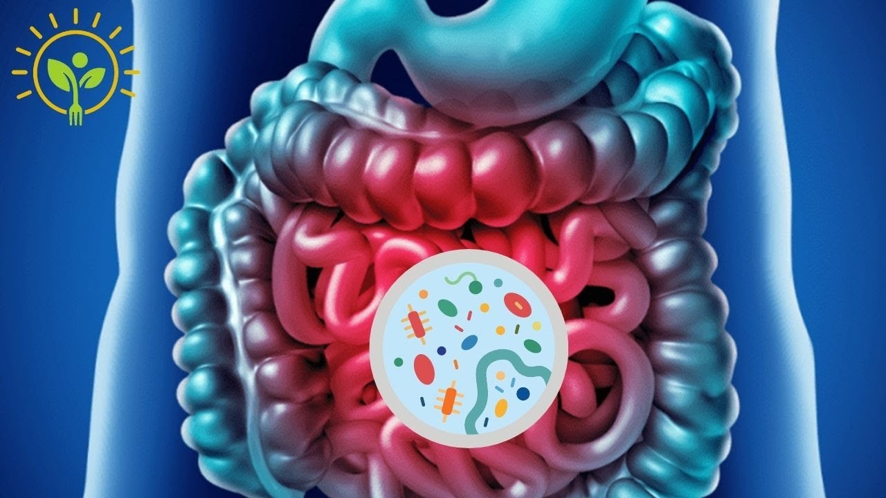 Bactérias no trato digestivo