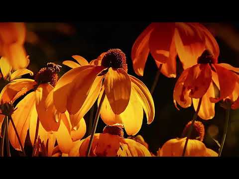 Grup Mesia - Nu-i nimeni ca Tine, Isus