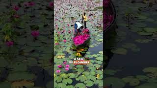 Download lagu Harvesting Dreams on Water  #WaterLily #NatureBeauty #fyp #Amazing #trending #viral #reels mp3