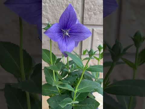 日陰に適した多年草はどれですか？観賞用庭園を洗練させるためのトップ 7 種  庭園