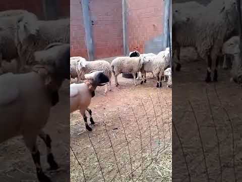 , title : 'La oveja más grande del mundo.😳😳'