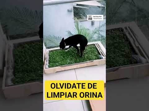 Baño de gras para perros. #bañodegrasparaperros #bañoparaperros #pastoparaperros