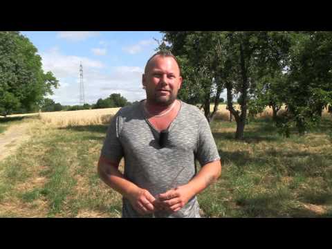 What do the dog days actually have to do with the weather?