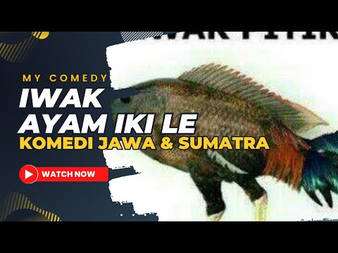 komedi-lucu-gara-gara-ikan-ayam