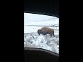 I was cooking dinner when BISON surrounded me! #truckcamping
