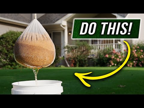 The FASTEST way to Grow Grass Seed!!