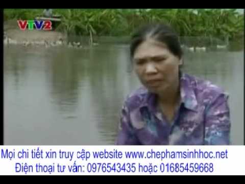 Xử Lý Môi Trường Ao Nuôi Vịt, Thả Cá