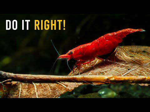 Red Cherry Shrimp CARE & Breeding Guide For Beginners (Easy Tips!)