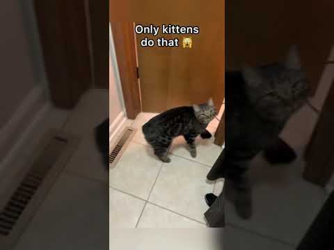 THIS is why cats don’t meow at eachother