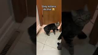 Download lagu THIS is why cats don’t meow at eachother mp3