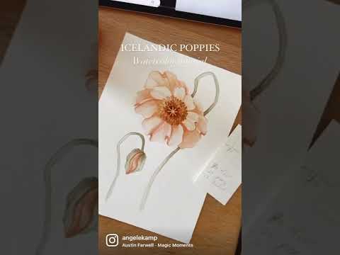 Icelandic Poppies #watercolortutorial