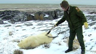 Risk Takers - 114 - Polar Bear Alert Agent