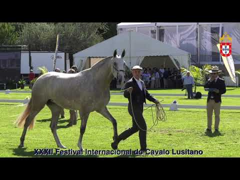 XXXII FIPSL - 210917 Modelos e Andamentos Classe VI Descendência de Égua